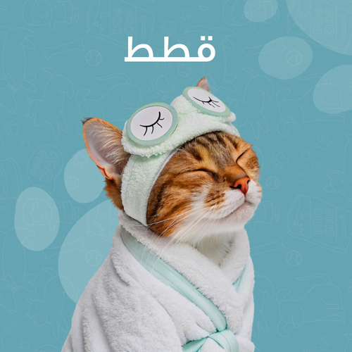 قطط